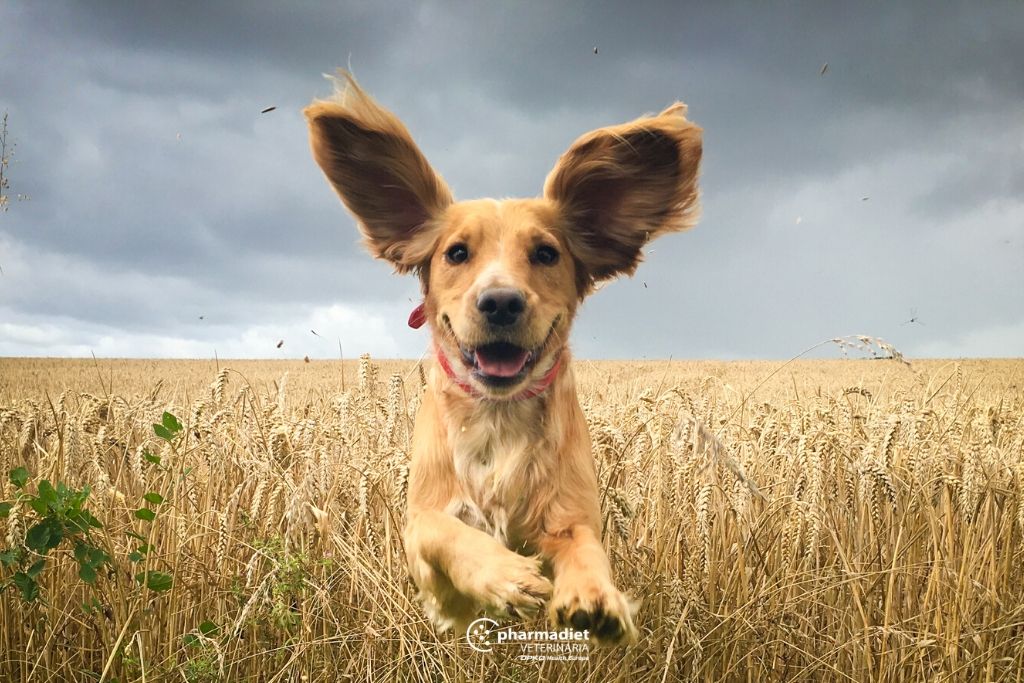 Pharmadiet Veterinaria: Perros y Otitis externa: Cómo cuidar de sus oídos